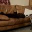 Two large black cats laying next to each other on a leather sofa, looking cute and sleepy