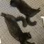 Two fluffy black cats passed out on the floor, stretched to their maximum in an effort to cool down