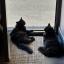 Two black cats sitting inside the entrance of our flat, enjoying the breeze but staying out of the sun